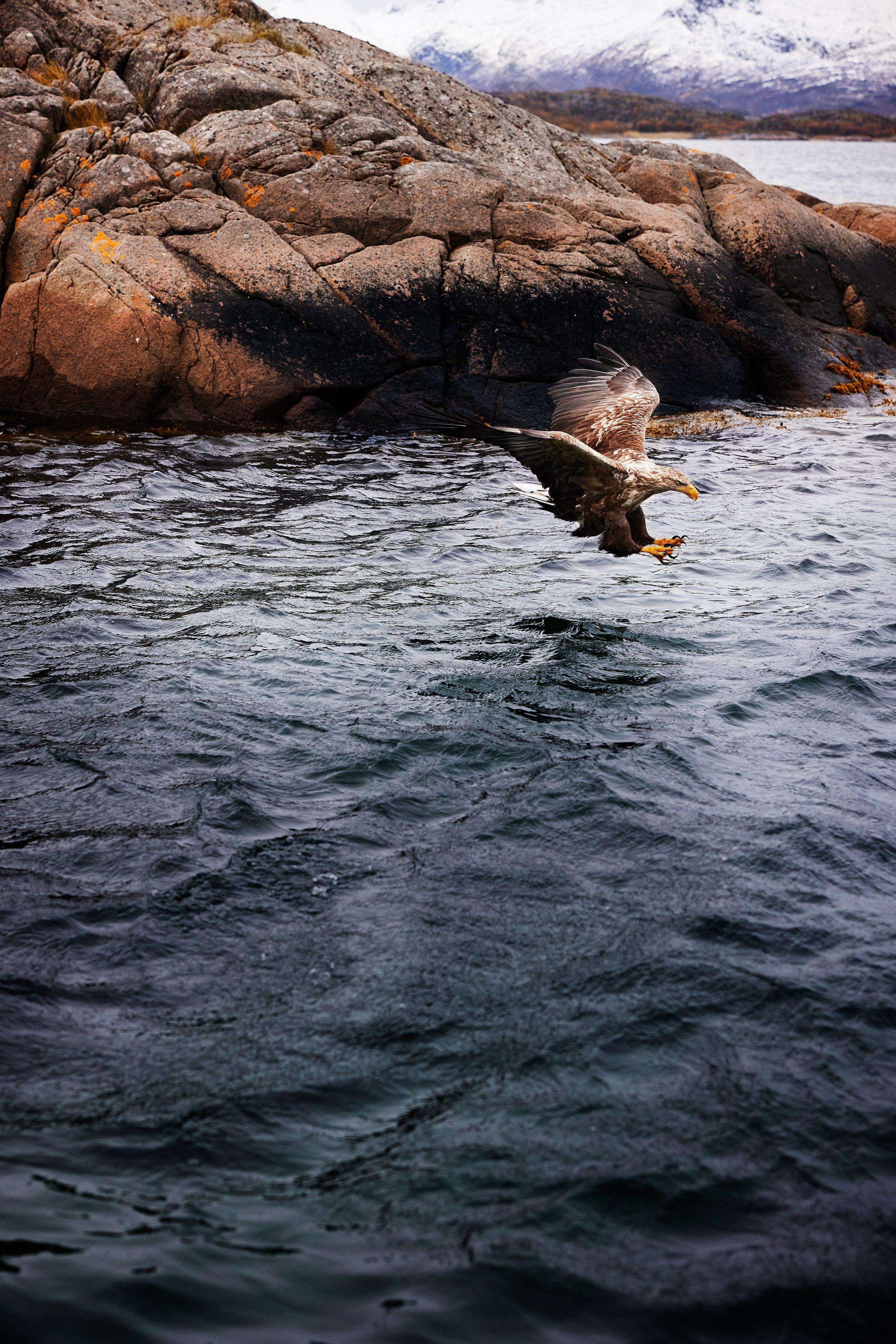A sea eagle landing on water