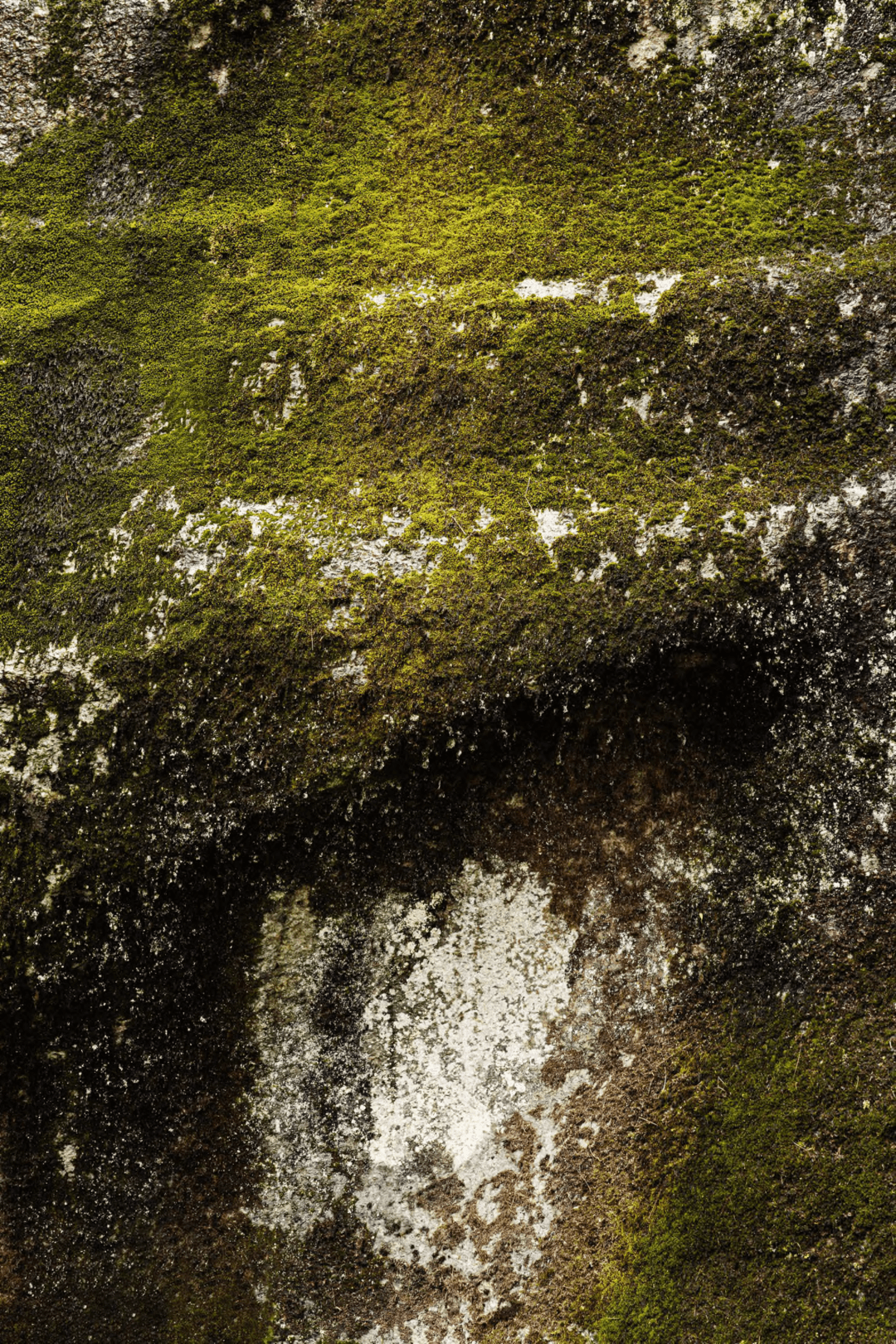 Some nice moss on rock
